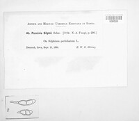 Puccinia silphii image